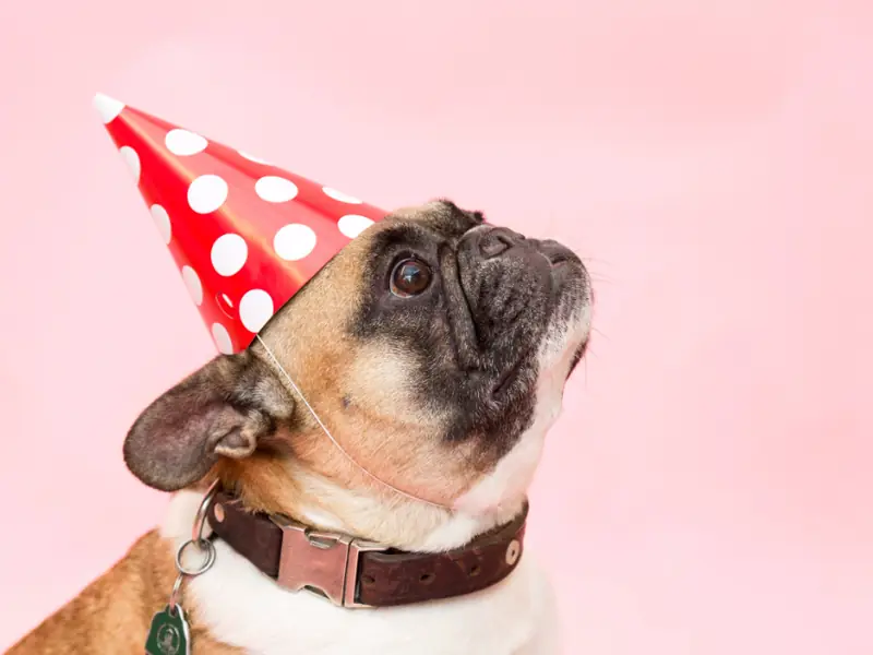 Pug wearing a spotted party hat