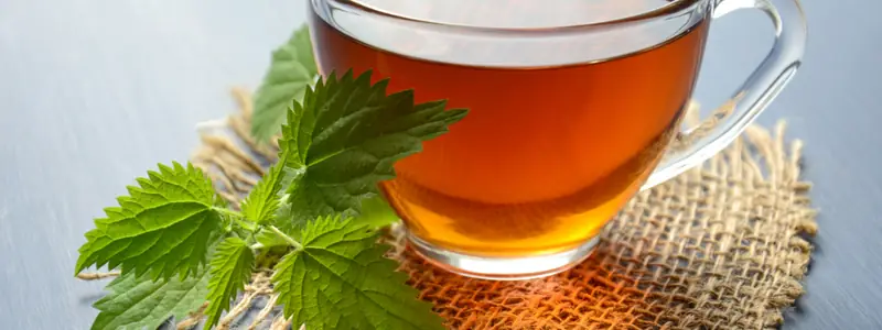 Cup of herbal tea with fresh nettle leaves